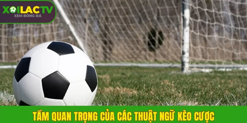 Tầm quan trọng của các thuật ngữ kèo cược